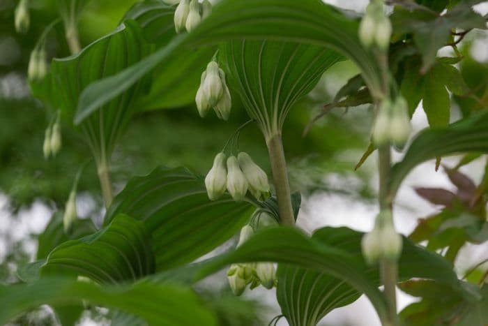 narrow-anthered Solomon's Seal