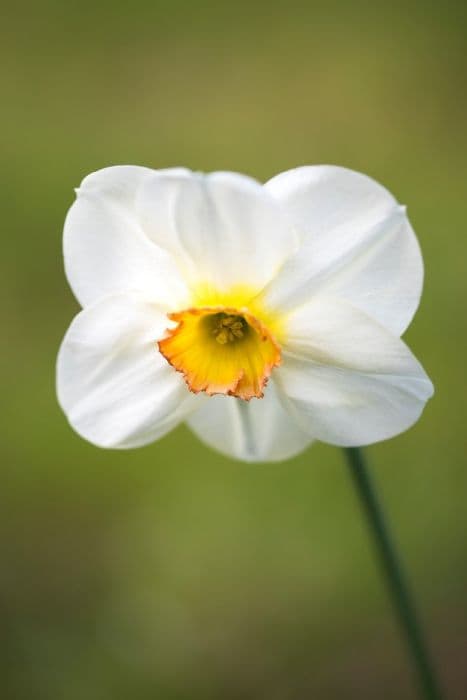 Daffodil 'Mystic'