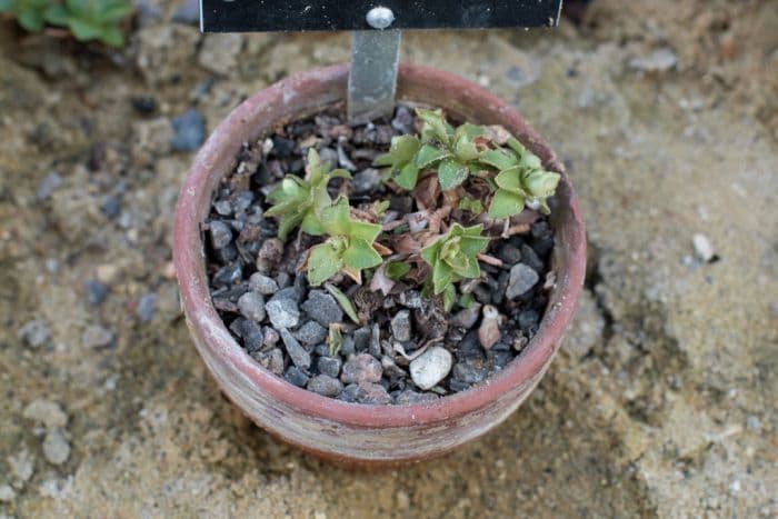 auricula 'Tony'