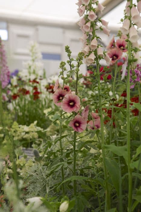 hollyhock 'Halo Apricot'