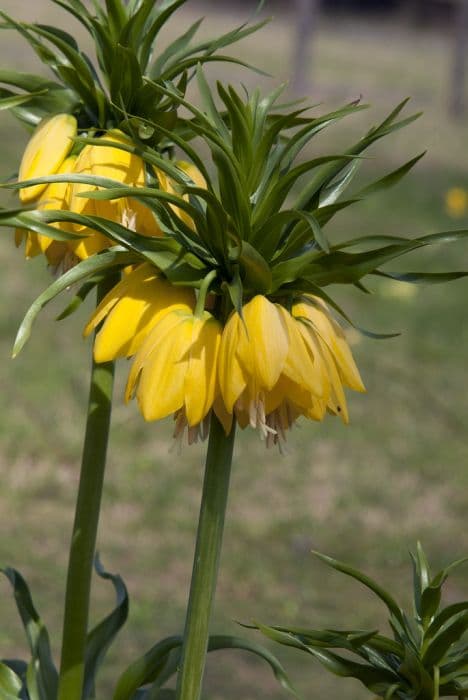 crown imperial 'Lutea'