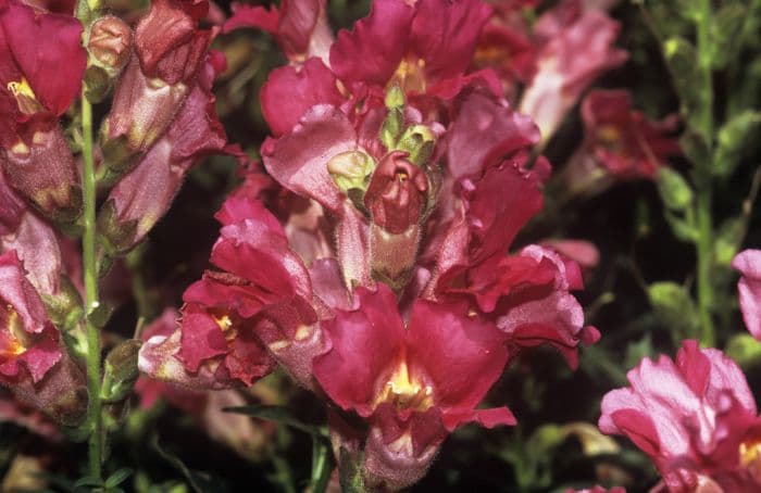 snapdragon 'La Bella Rose'