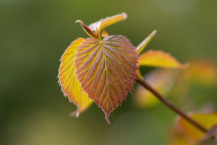 handkerchief tree 'Crimson Spring'