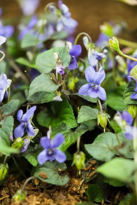 Labrador violet