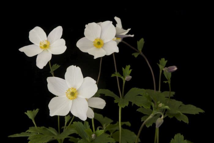 windflower Wild Swan