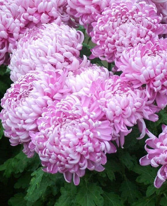 chrysanthemum 'Boulou Rose'