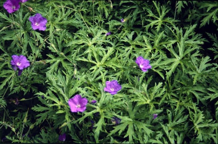 cranesbill 'Kashmir Purple'