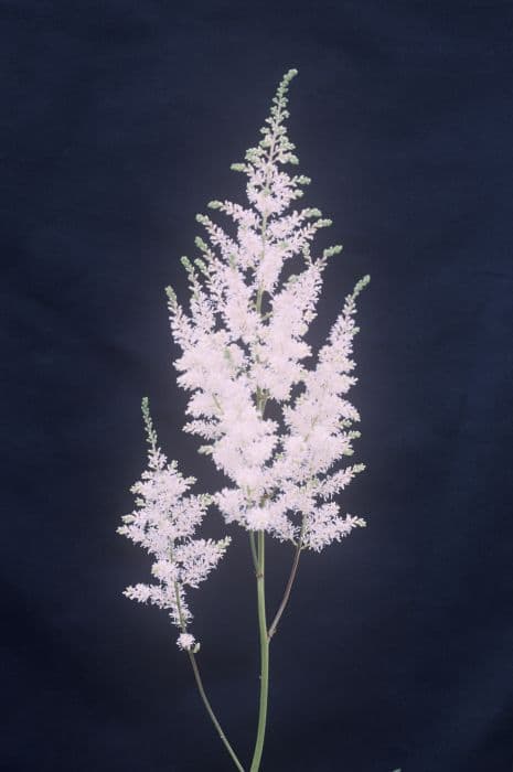 astilbe 'Diamant'