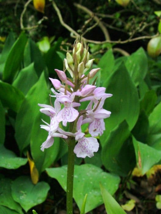 heath spotted orchid