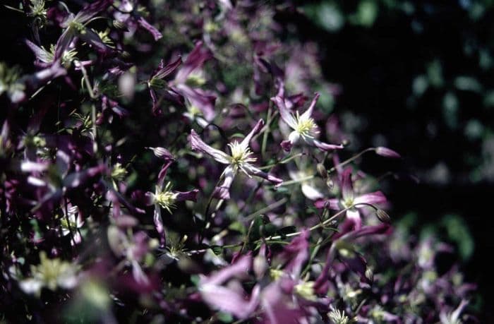 clematis 'Rubromarginata'