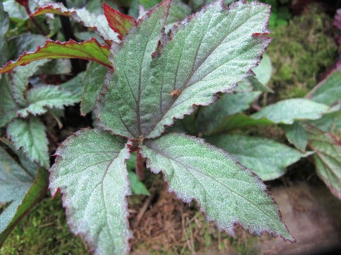 begonia 'Pollux'