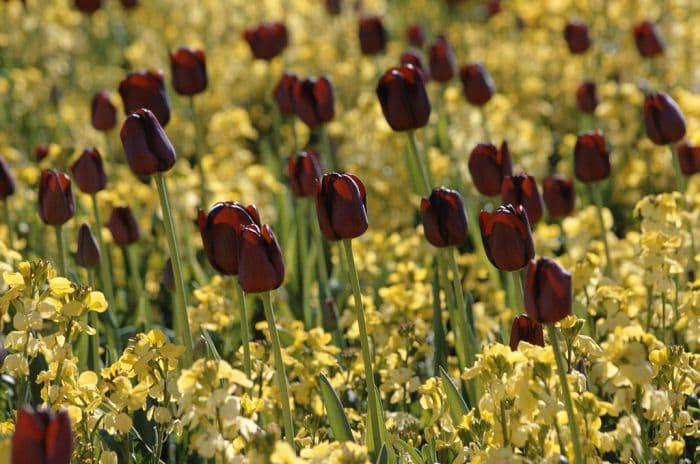 tulip 'Queen of Night'