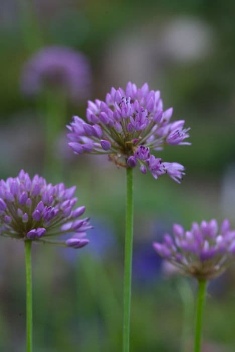 Portuguese allium