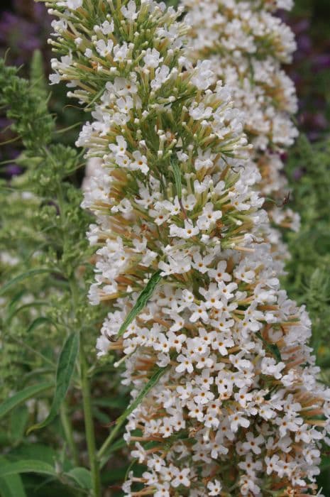 butterfly bush [Marbled White]