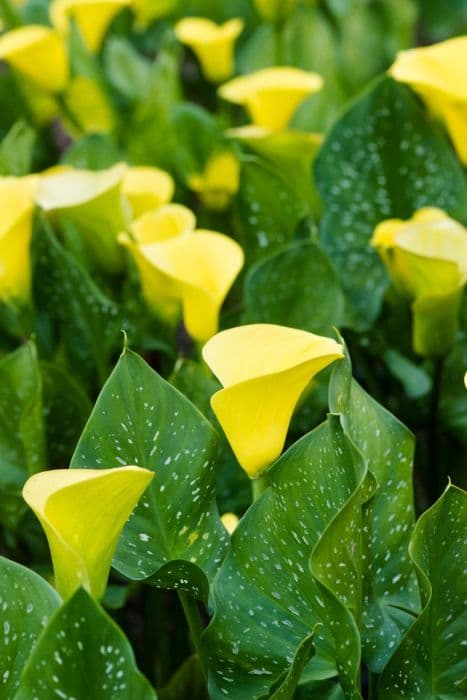 arum lily [Natural Bouquet]