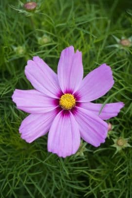 cosmea 'Casanova Pink'