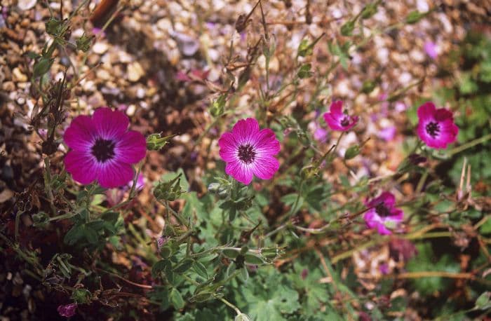 cranesbill 'Gypsy'