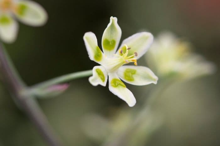 mountain deathcamas