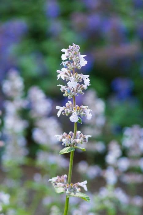 catmint 'Porzellan'