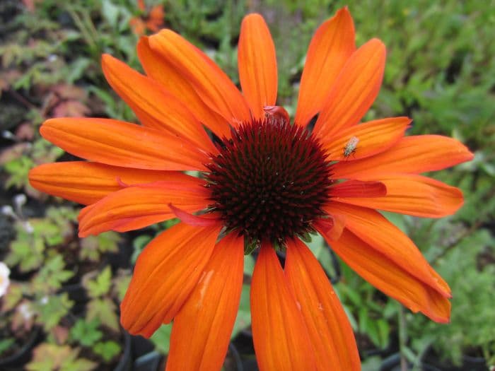 coneflower 'Tiki Torch'