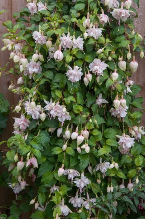 fuchsia 'Pink Marshmallow'