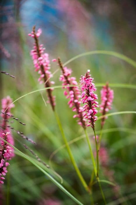 bistort 'October Pink'