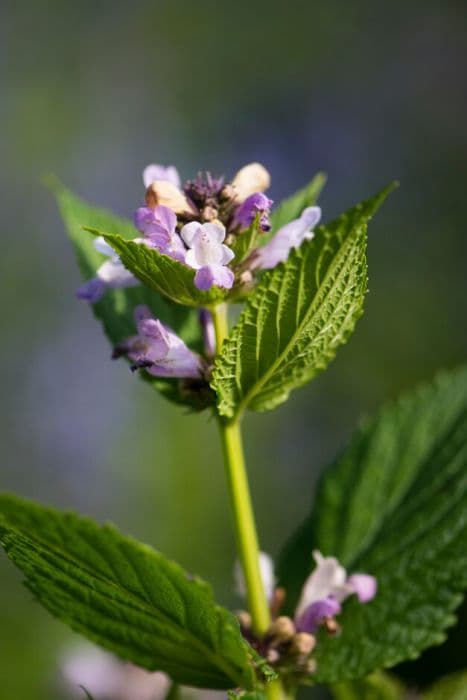 catmint 'Pink Panther'