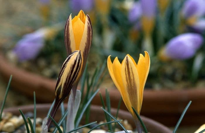 golden crocus