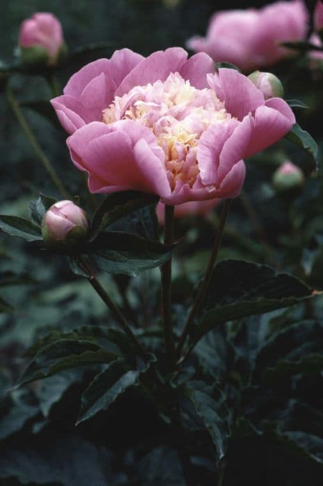 peony 'Gleam of Light'