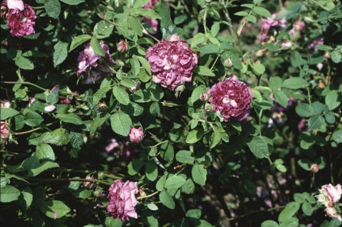 rose 'Belle de Crécy'