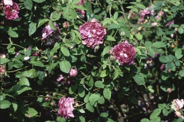 Rose 'Belle de Crécy'