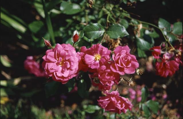 Rose [Wiltshire]