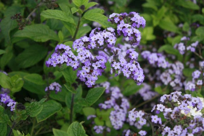 heliotrope 'Chatsworth'