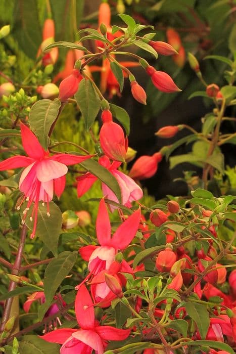 fuchsia 'Mieke Meursing'