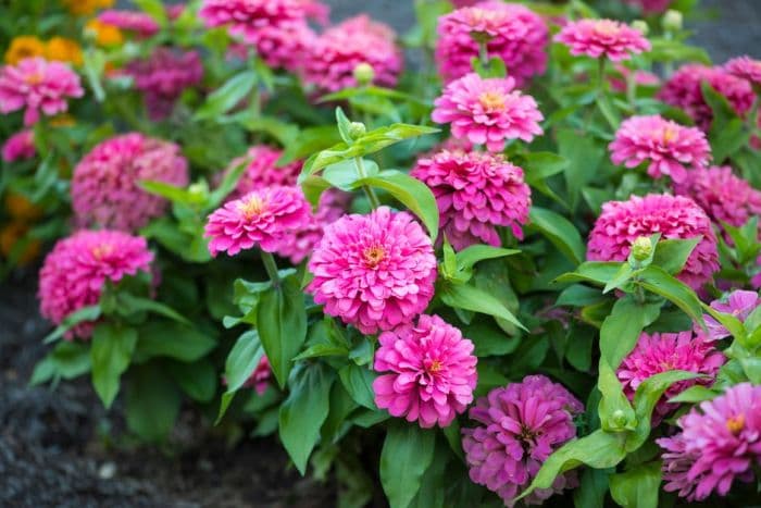 zinnia 'Magellan Pink'