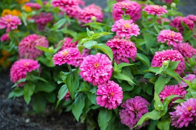 Zinnia 'Magellan Pink'