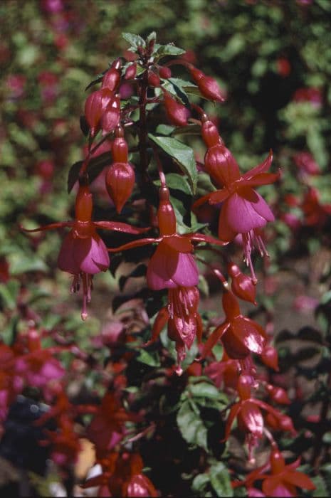 fuchsia 'Empress of Prussia'