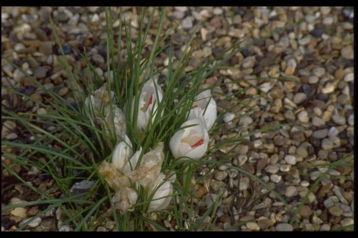 white wild saffron