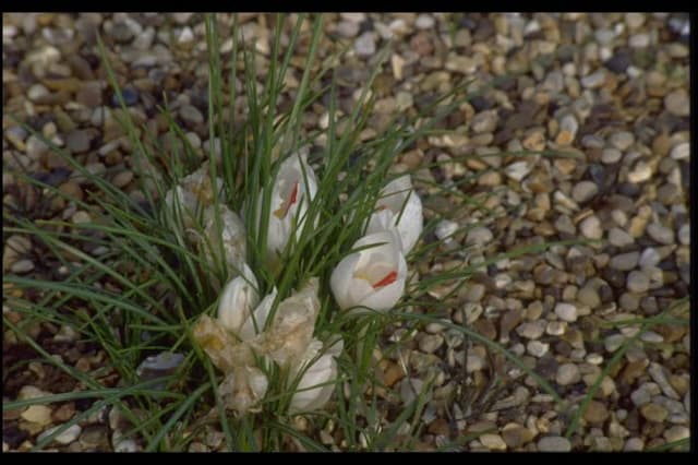 White wild saffron