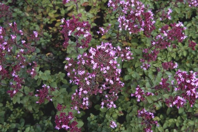 Compact oregano