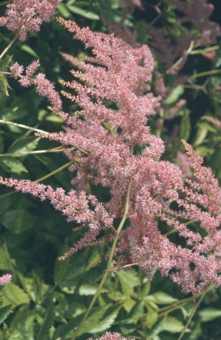 astilbe 'Straussenfeder'