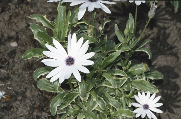 African daisy 'Silver Sparkler'