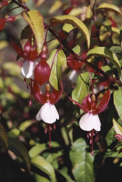 fuchsia 'White Pixie'