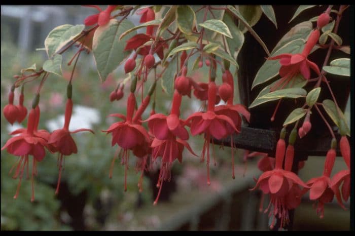 fuchsia 'Golden Marinka'