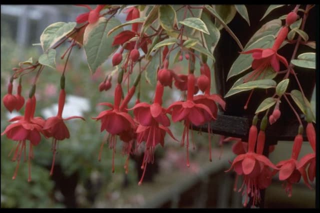 Fuchsia 'Golden Marinka'