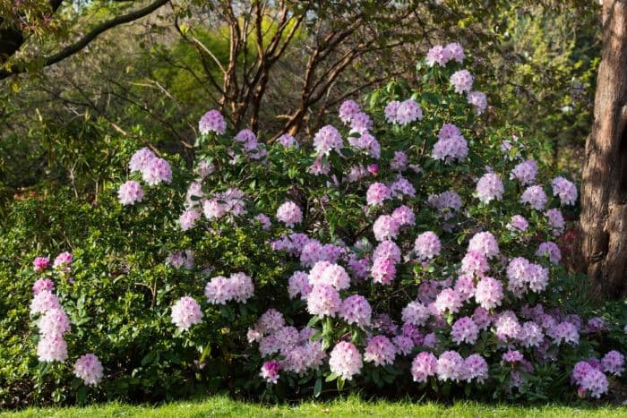 rhododendron 'Cheer'