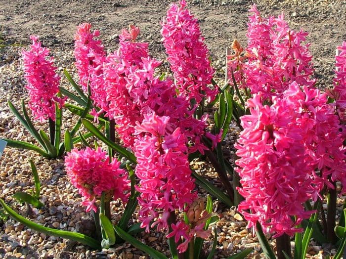 hyacinth 'Jan Bos'