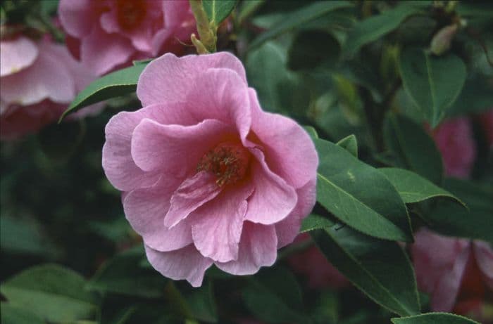 camellia 'Brigadoon'