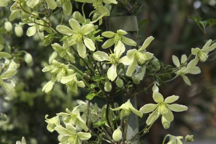 clematis 'Lunar Lass'