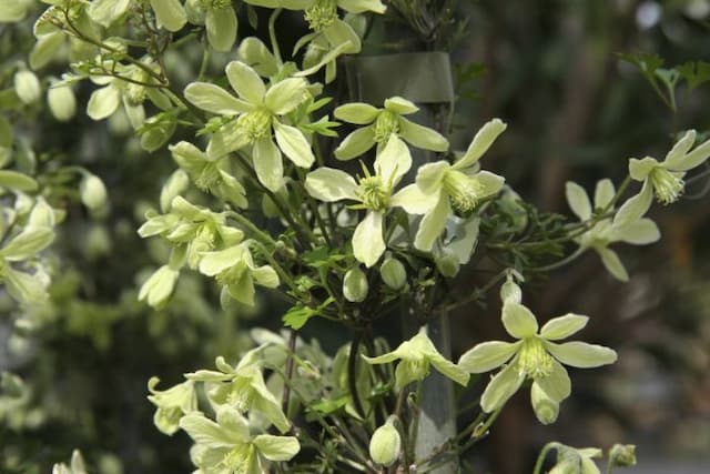 Clematis 'Lunar Lass'